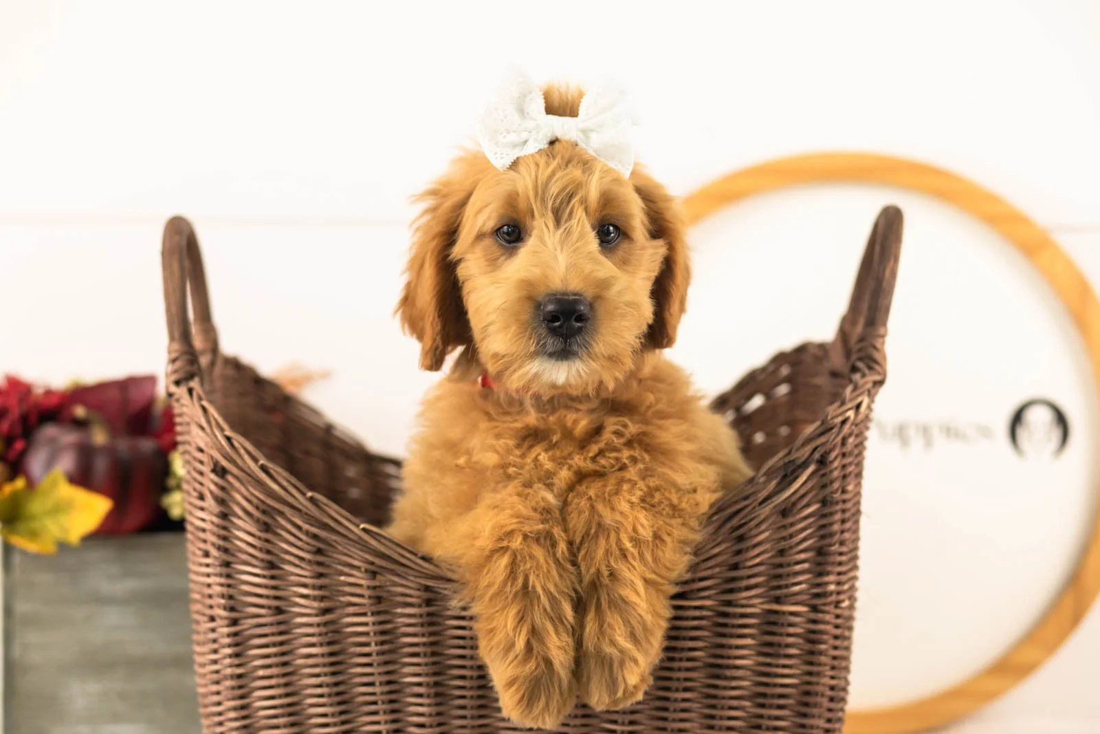 Willow goldendoodle for sale.jpg