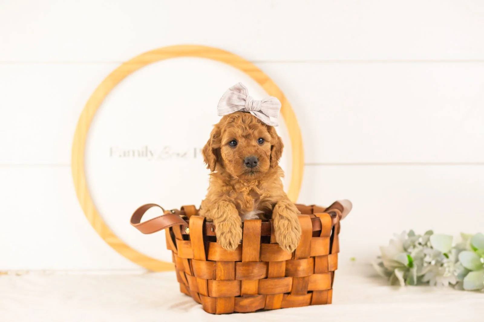 Savannah goldendoodle for sale(4).jpg