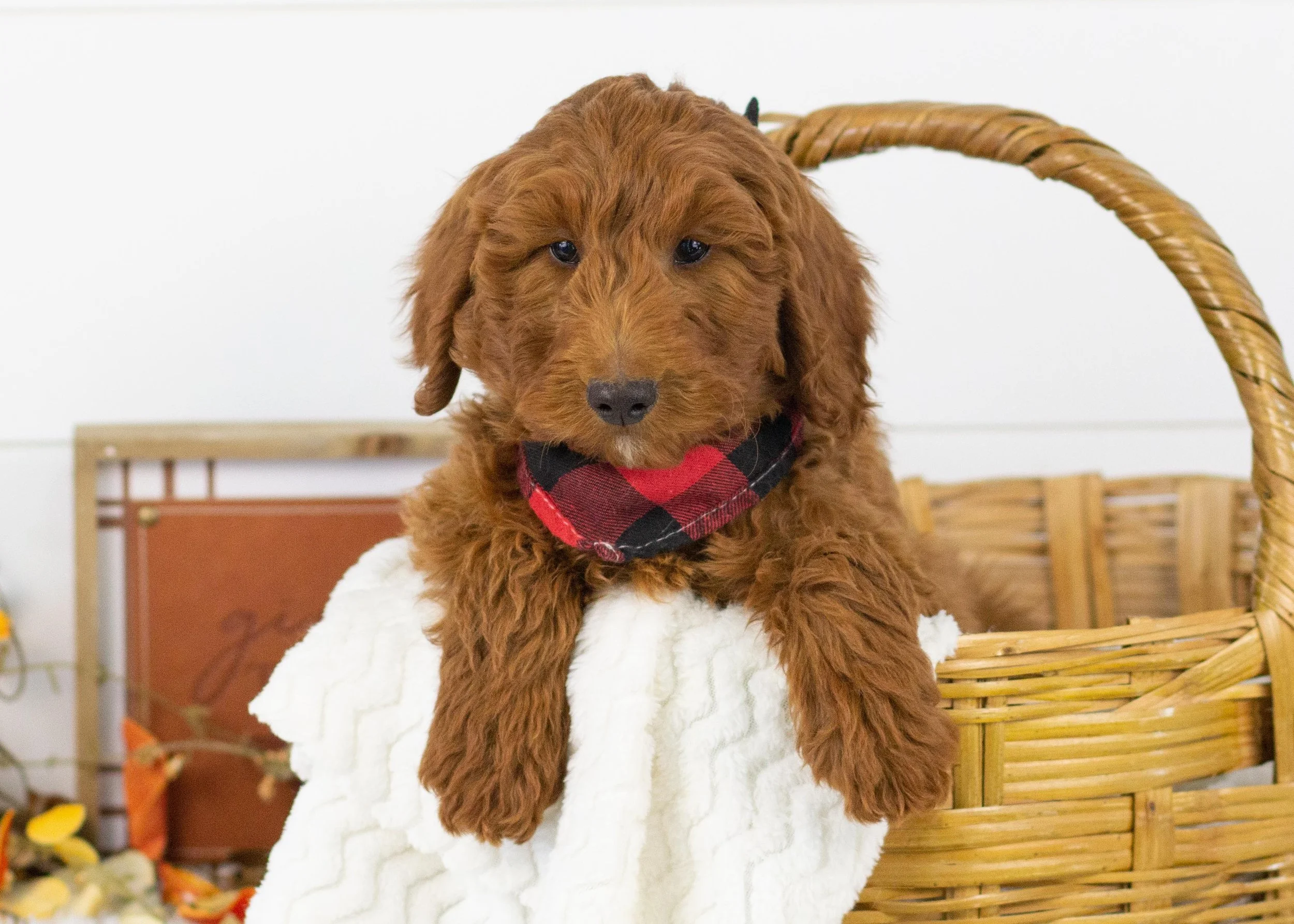 Griffin goldendoodle for sale.jpg