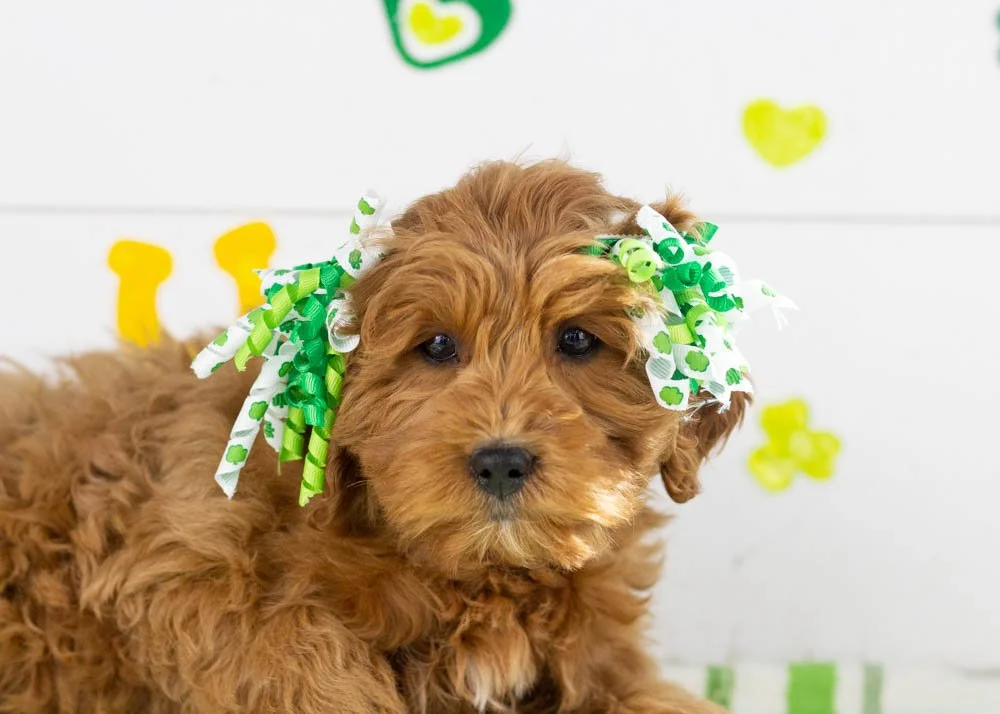 Candy goldendoodle for sale(1).jpg