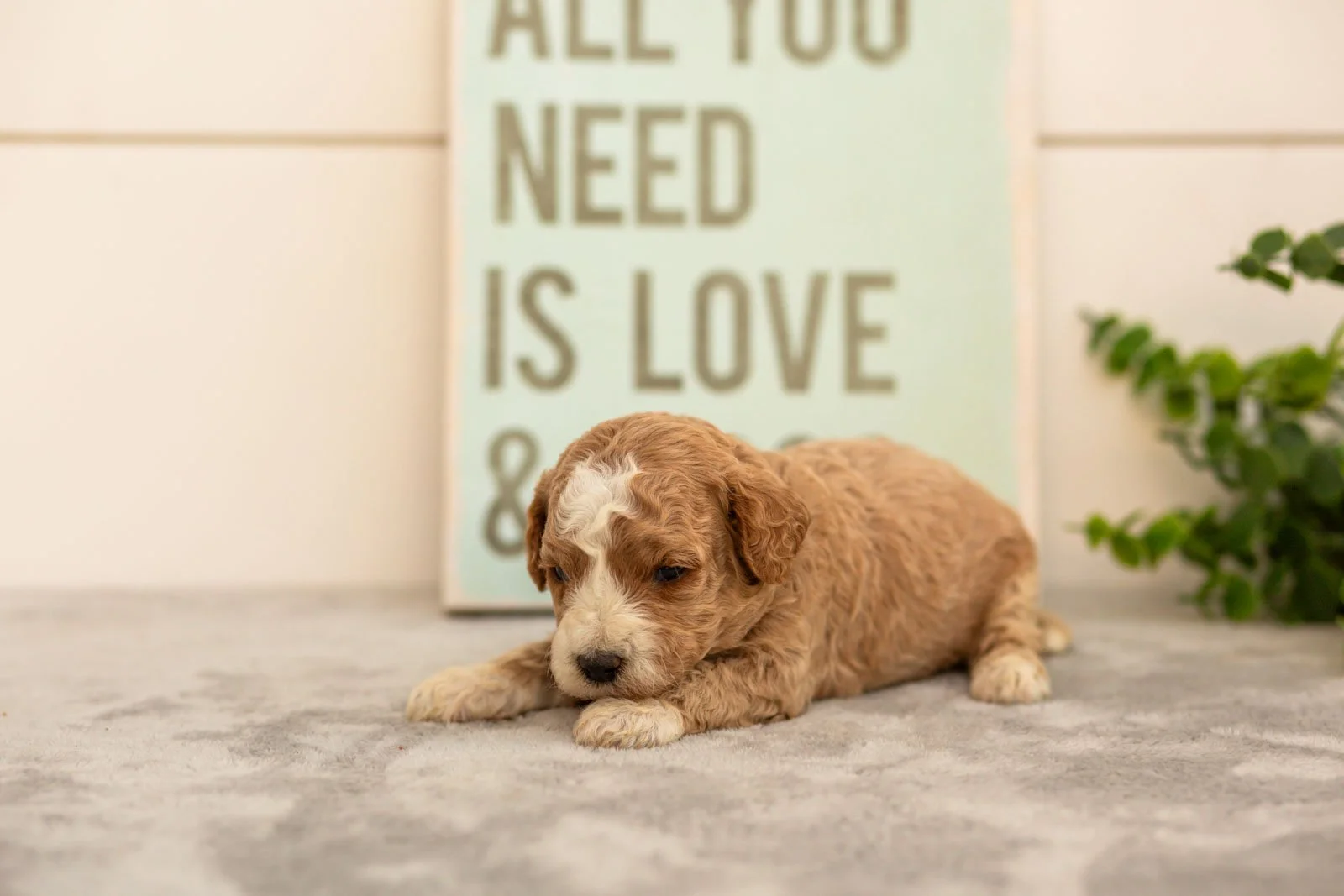 Ivy goldendoodle for sale.jpg