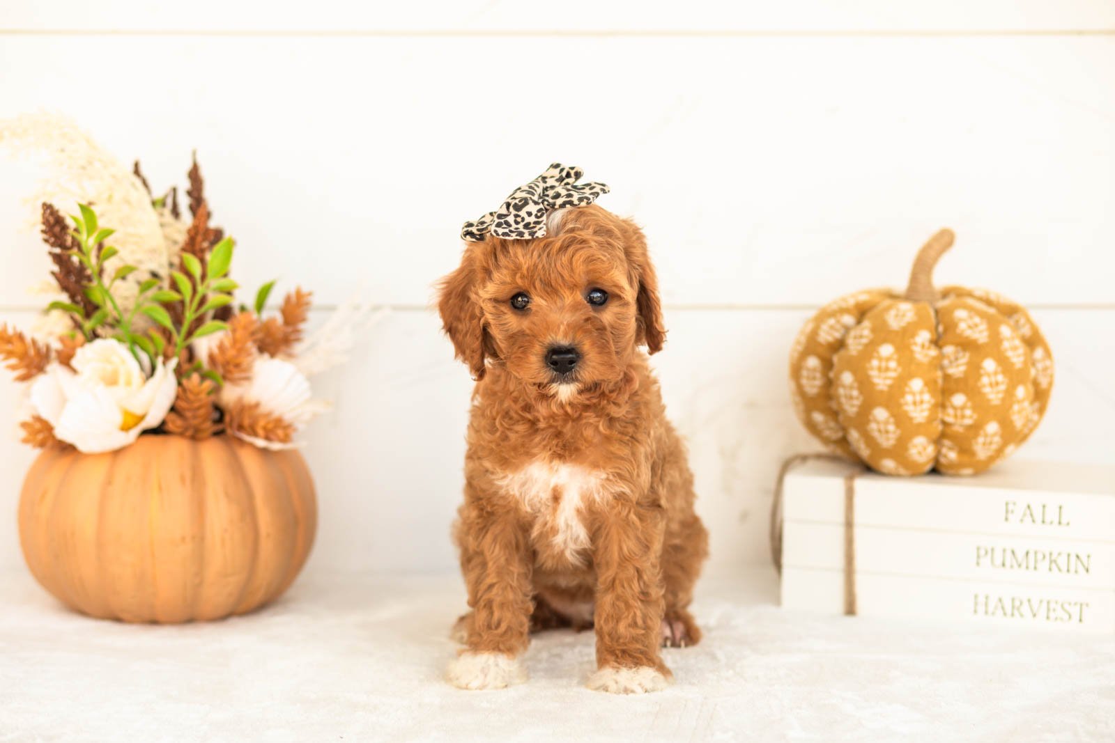 Juniper goldendoodle for sale 4.jpg
