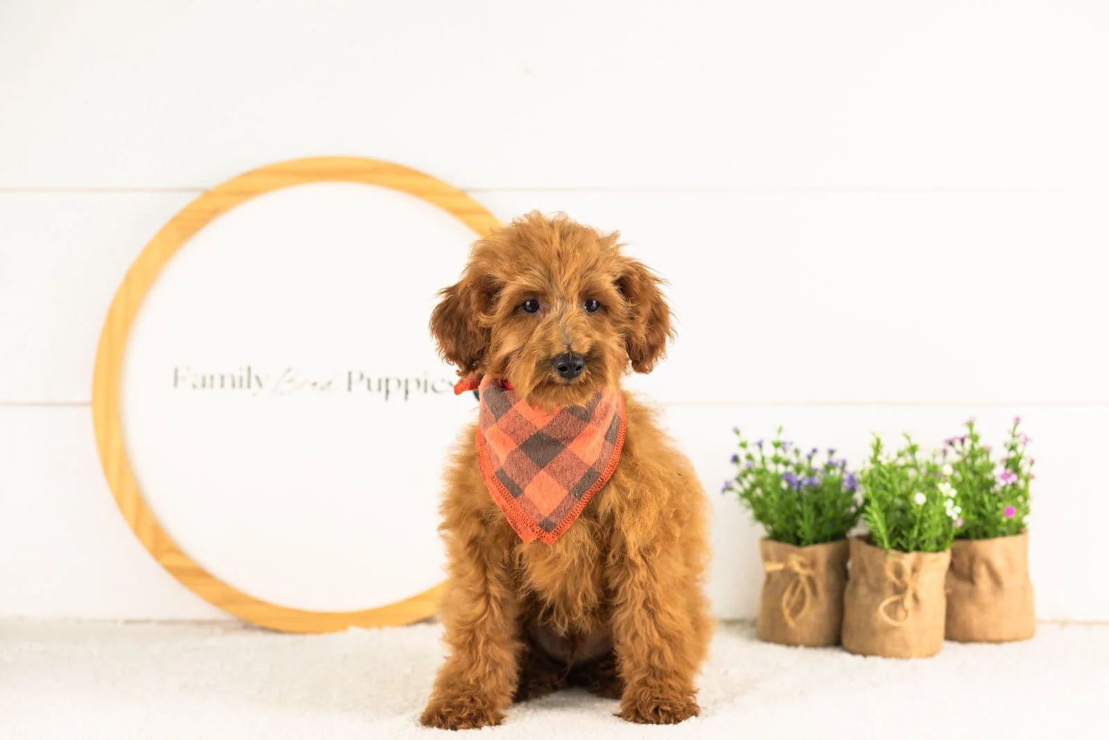Russell goldendoodle for adoption(1).jpg