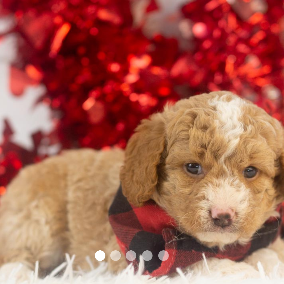 Copy of FBP Design.png