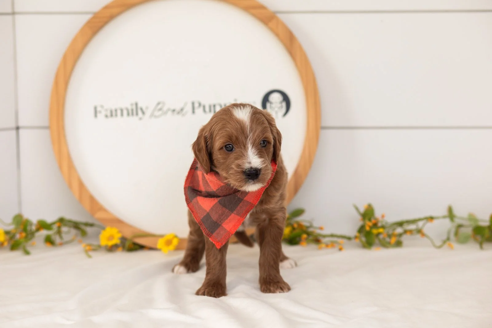 Ash goldendoodle for sale.jpg
