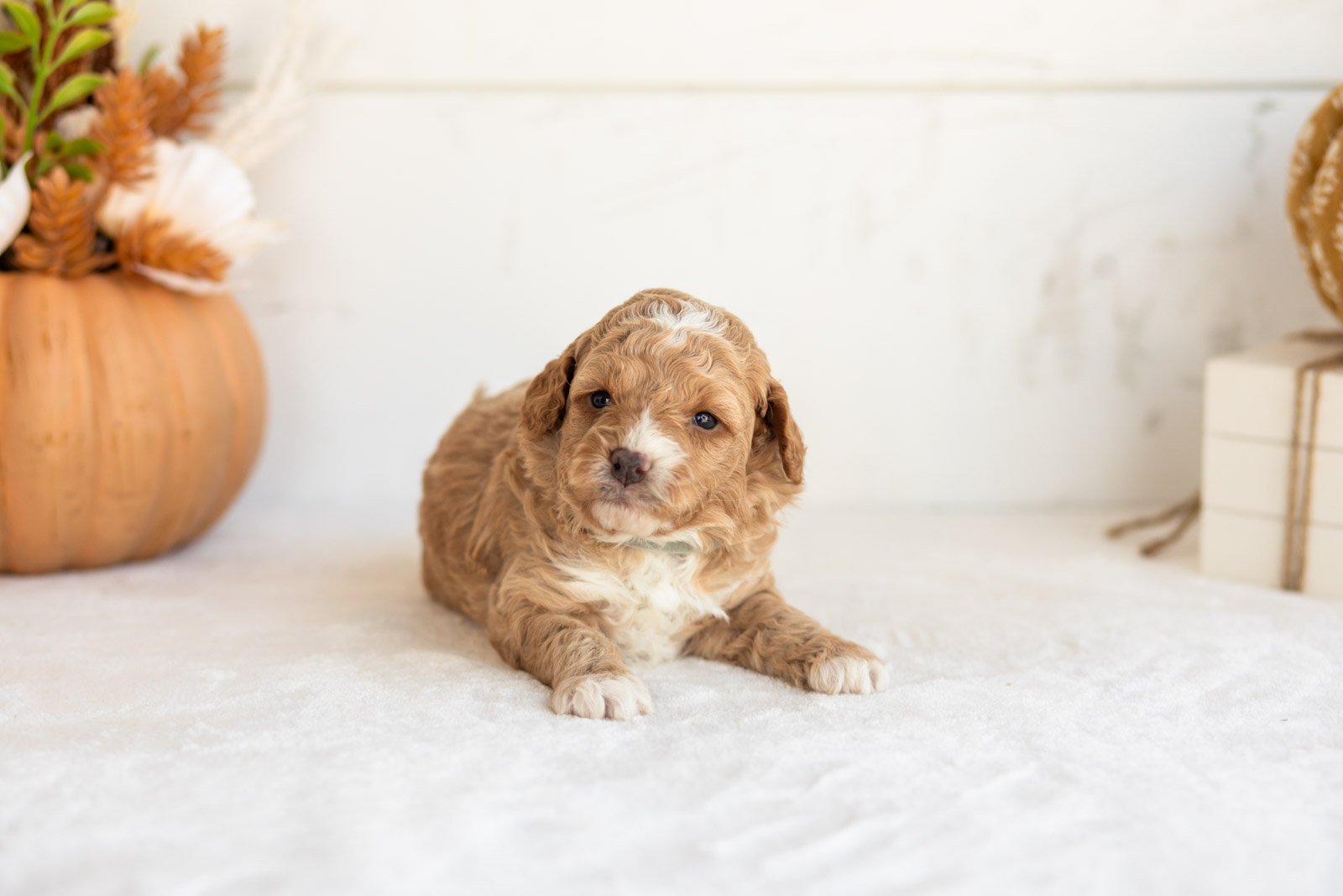 Noodle goldendoodle for sale 3.jpg
