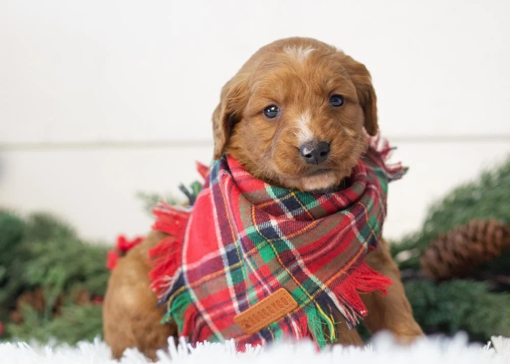 Almond goldendoodle for sale(3).jpg