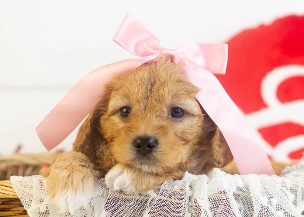 Bo Peep goldendoodle for sale(2).jpg