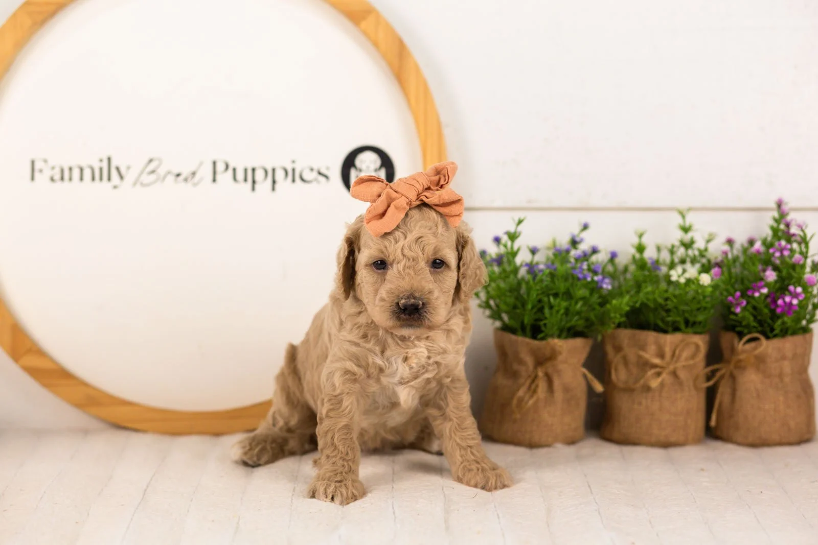 Cindy goldendoodle for sale.jpg