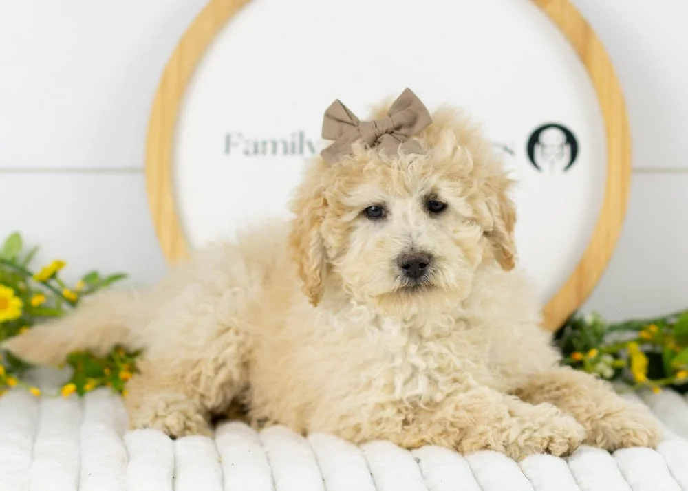 Darling goldendoodle for sale..jpg