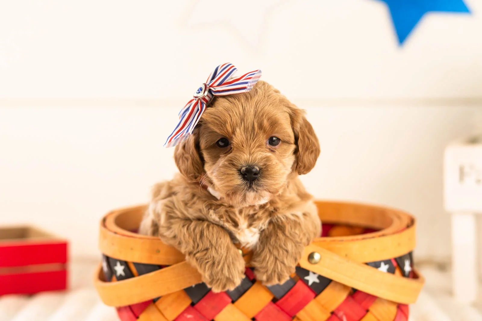 sapphire goldendoodle for sale(4).jpg