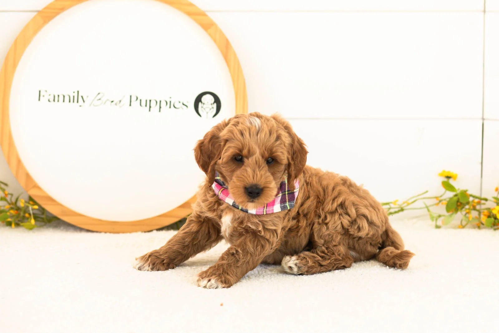 Mason goldendoodle for sale.jpg