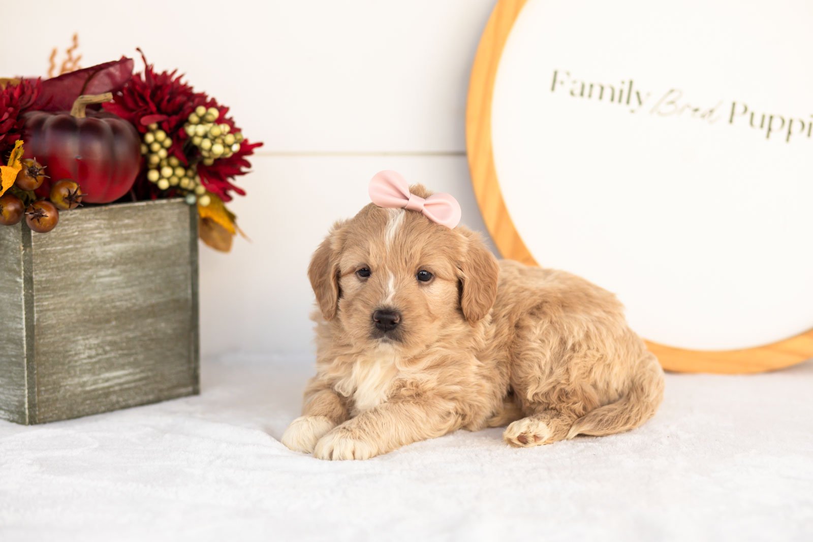 Ruby goldendoodle for sale.jpg