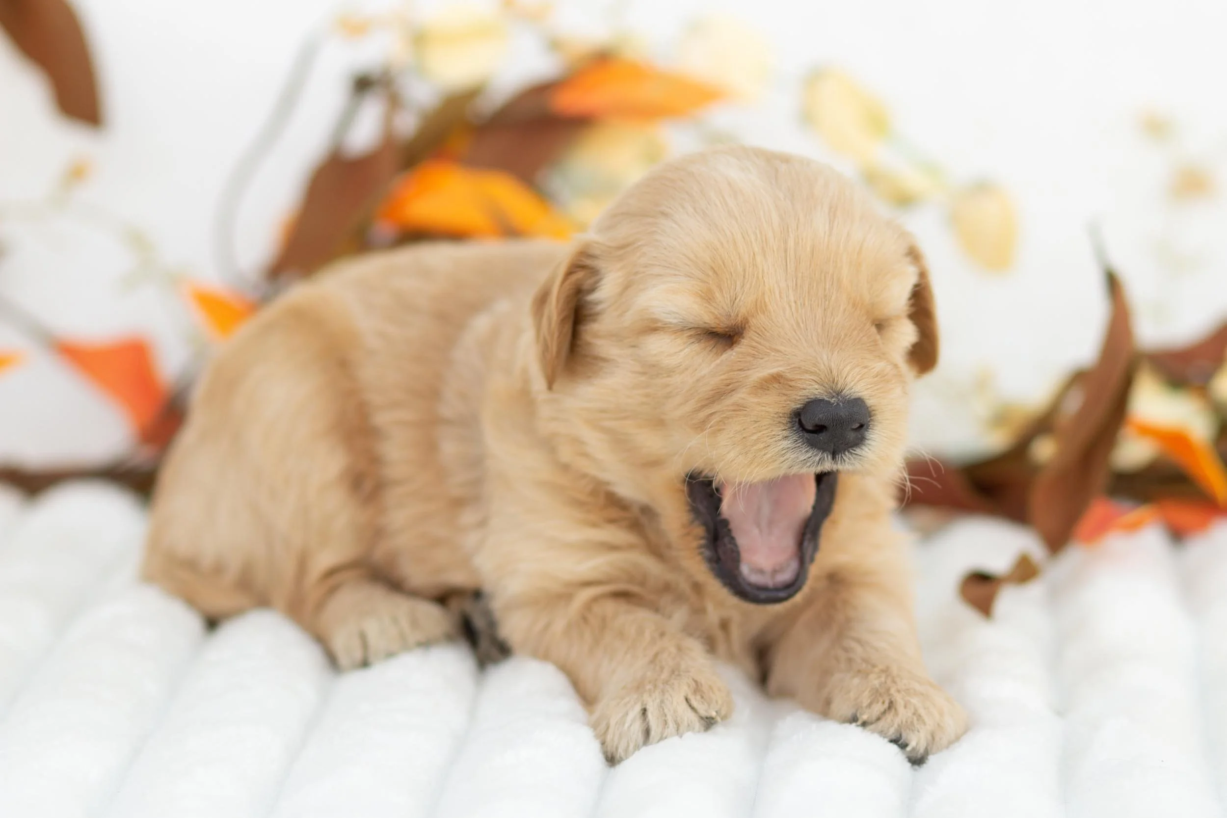 Colby goldendoodle for sale(3).jpg