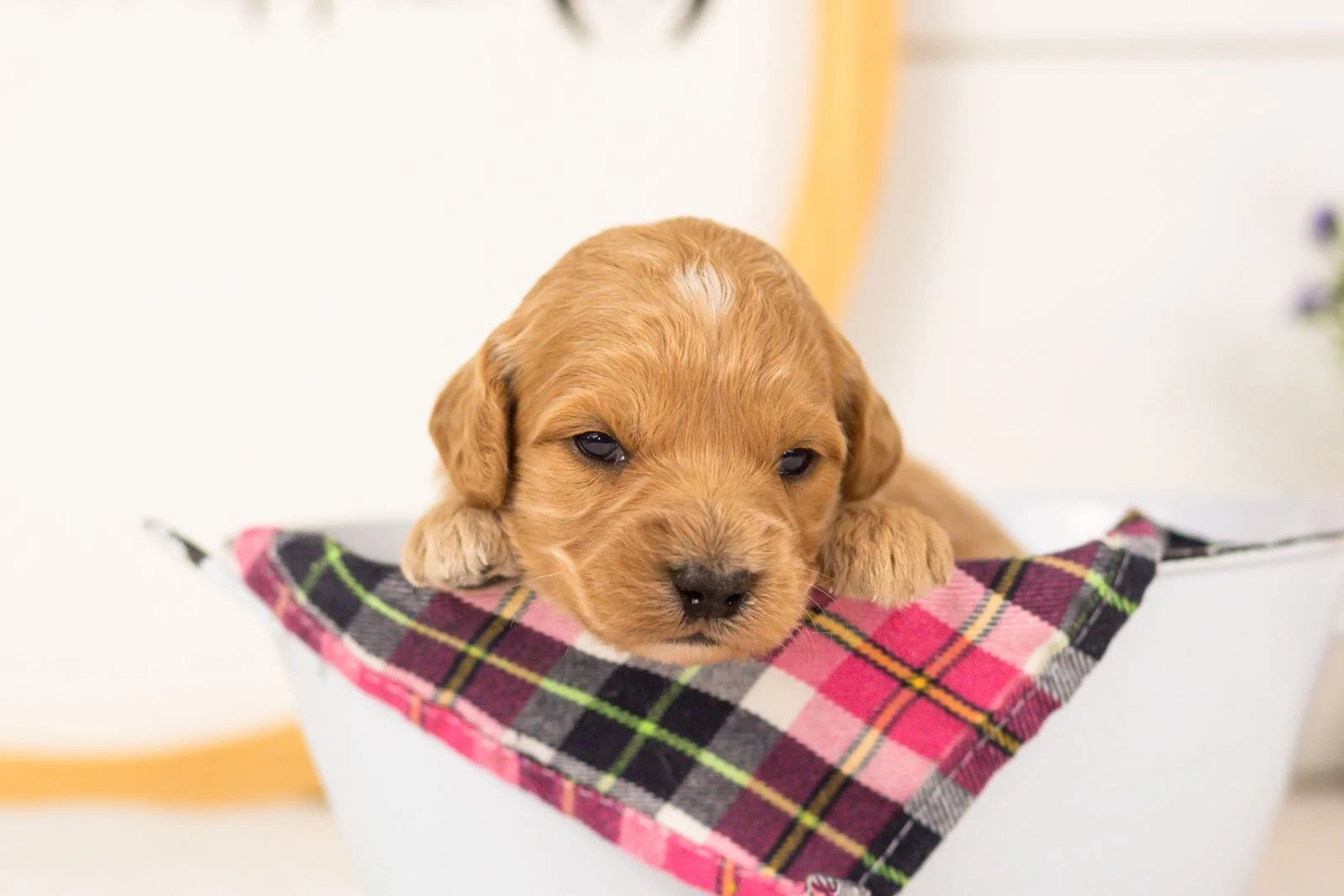 Marty goldendoodle for sale(2).jpg