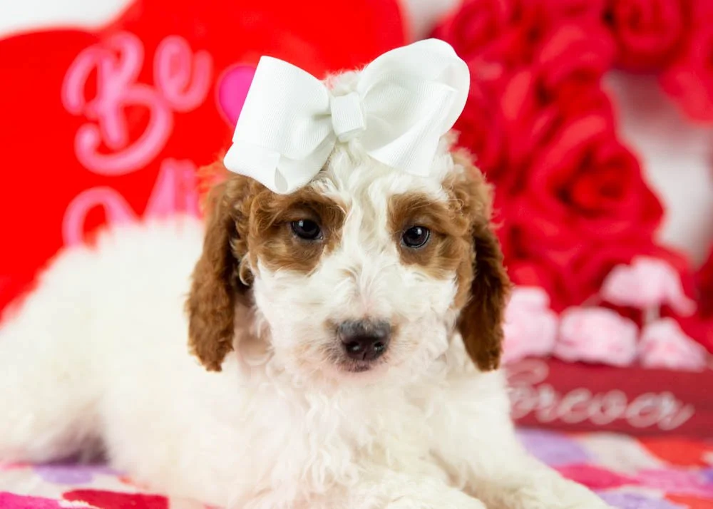 Jesse 11-29-25 F Dolly Parton 7.76-4.jpg