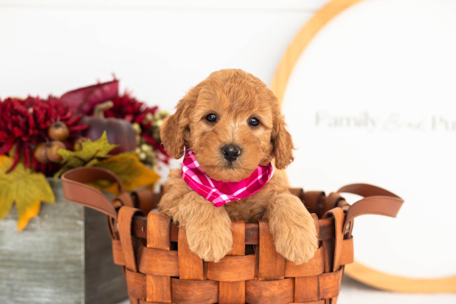 Corduroy goldendoodle for sale(2).jpg