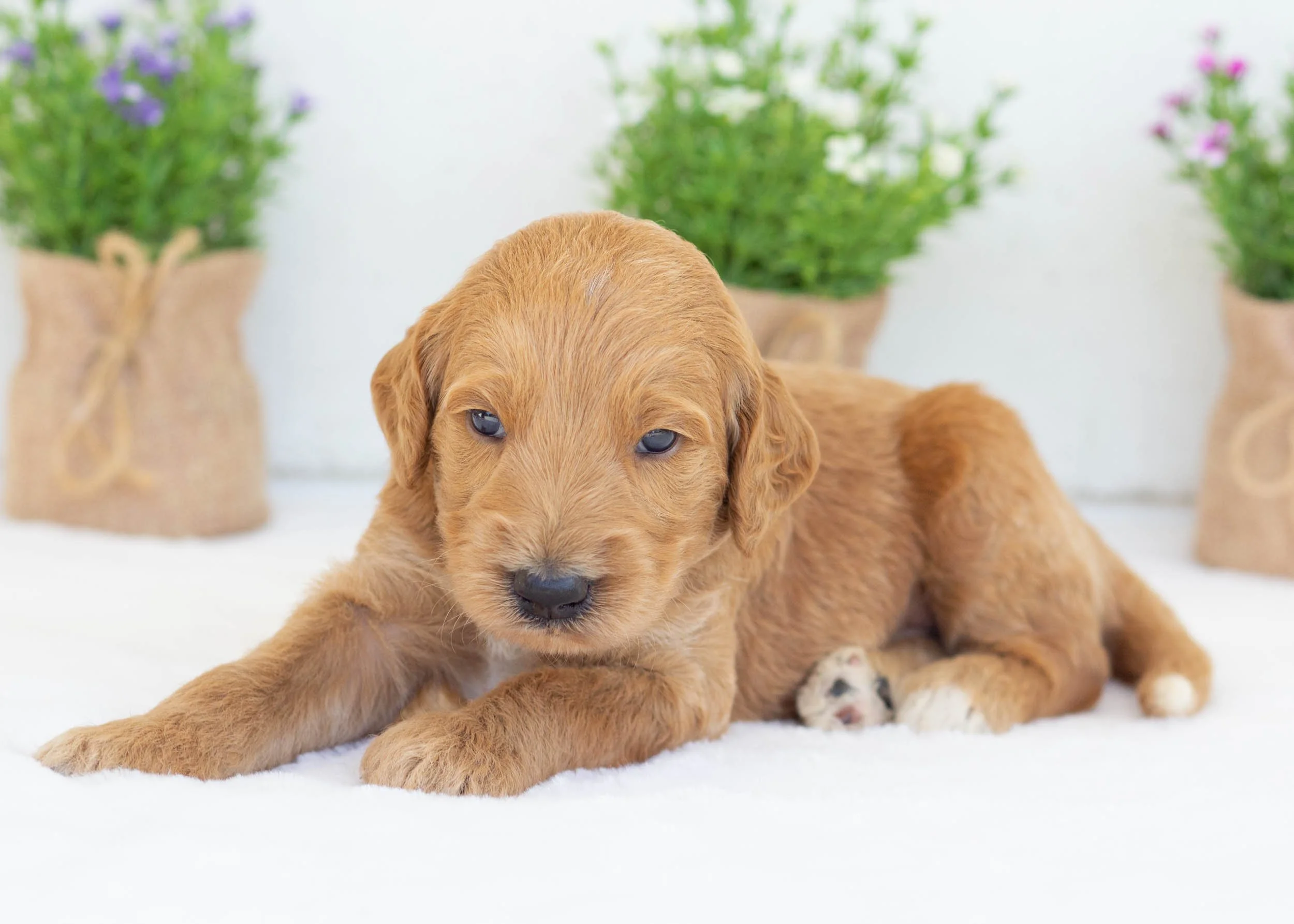 Fred goldendoodle for sale7.jpg