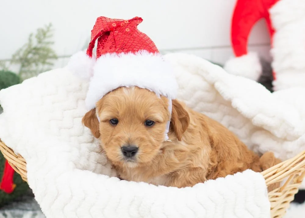 Pecan Pie goldendoodles for sale.jpg