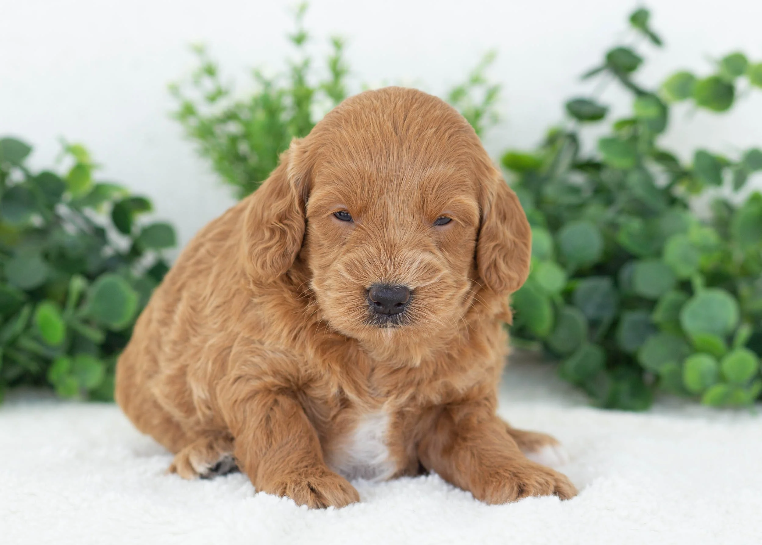Violet Goldendoodle for sale(1).jpg