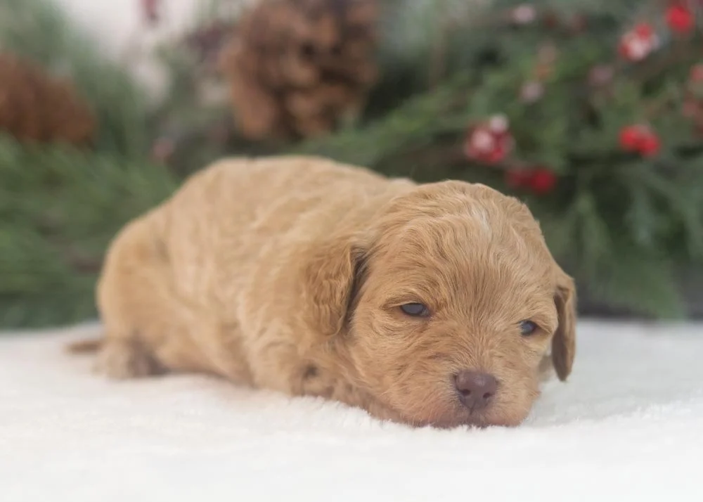 Indiana goldendoodle for sale(2).jpg
