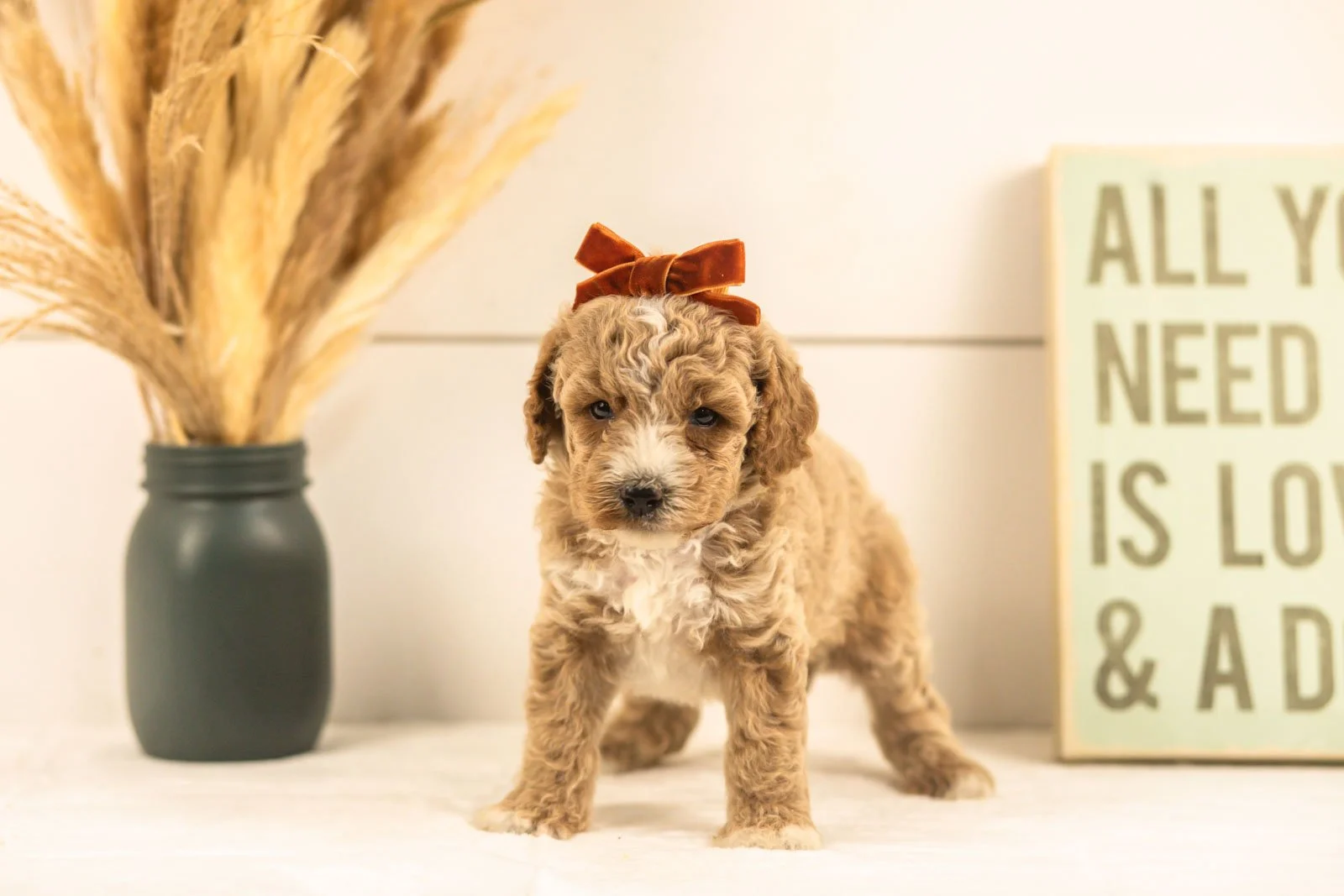 Iris goldendoodle for sale.jpg