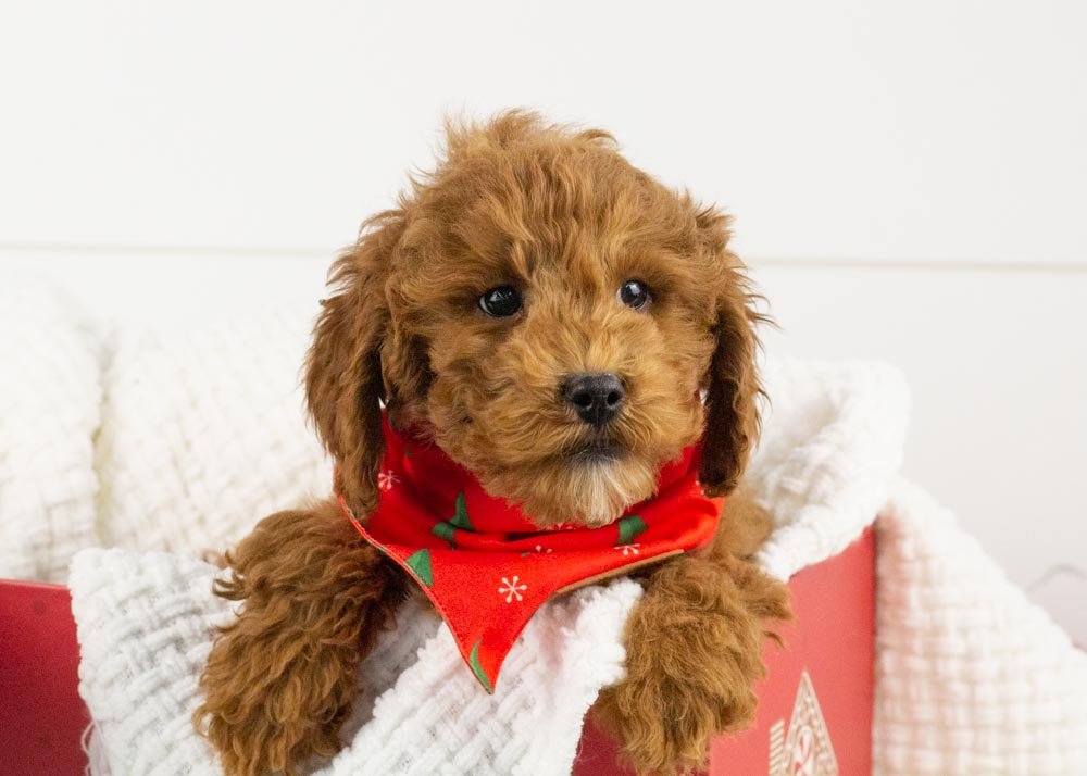 Palazzo Goldendoodle for sale.jpg