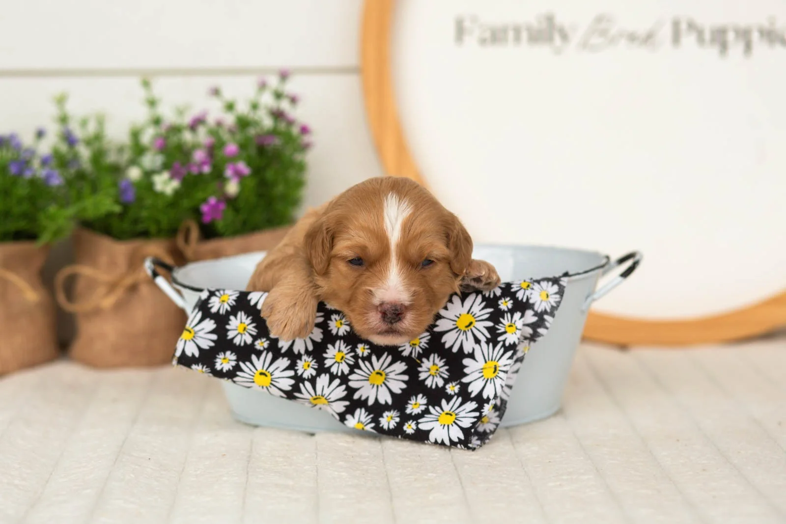 Glory goldendoodle for sale(4).jpg
