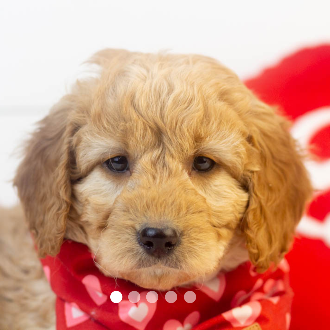 Copy of FBP Design.png