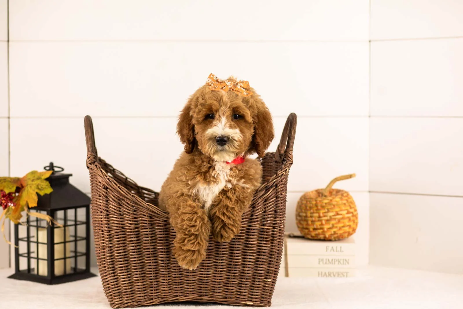Larisa goldendoodle for sale 1.jpg