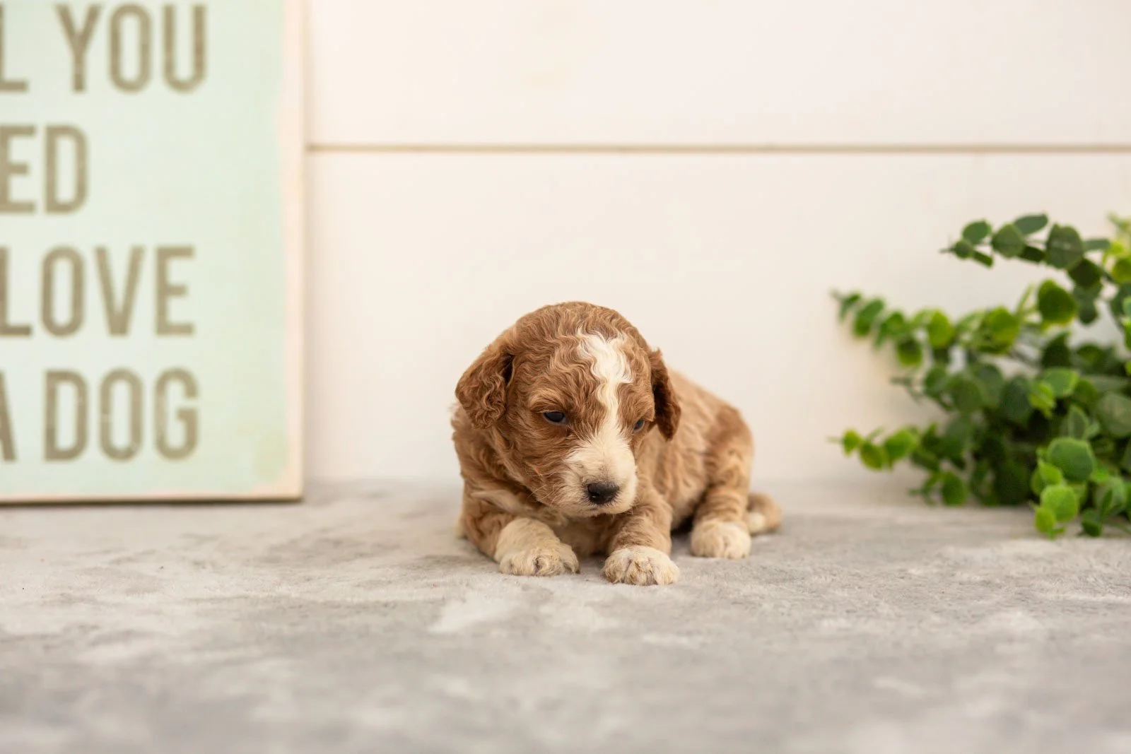 Sage goldendoodle for sale(2).jpg