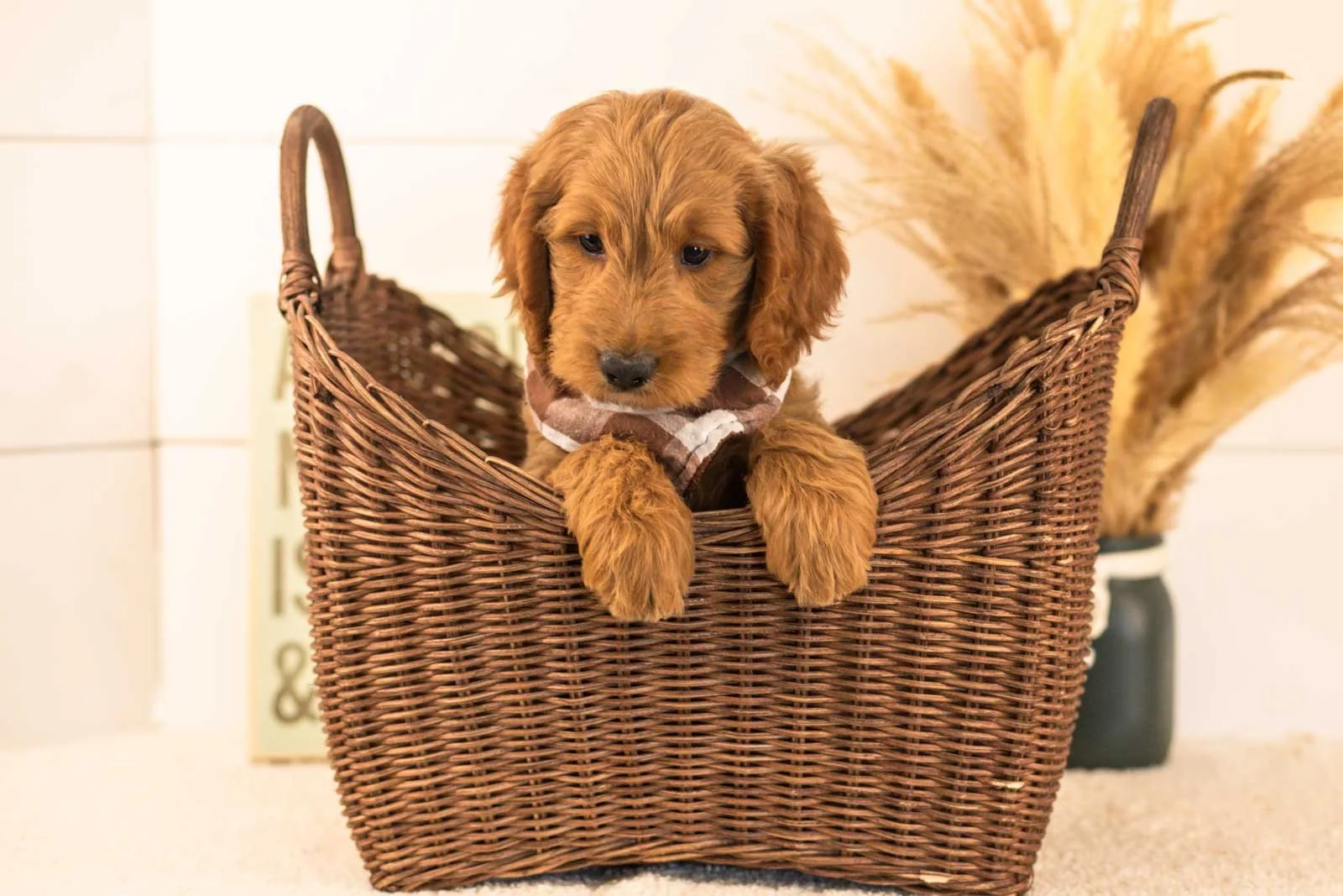 Owen goldendoodle for sale(4).jpg