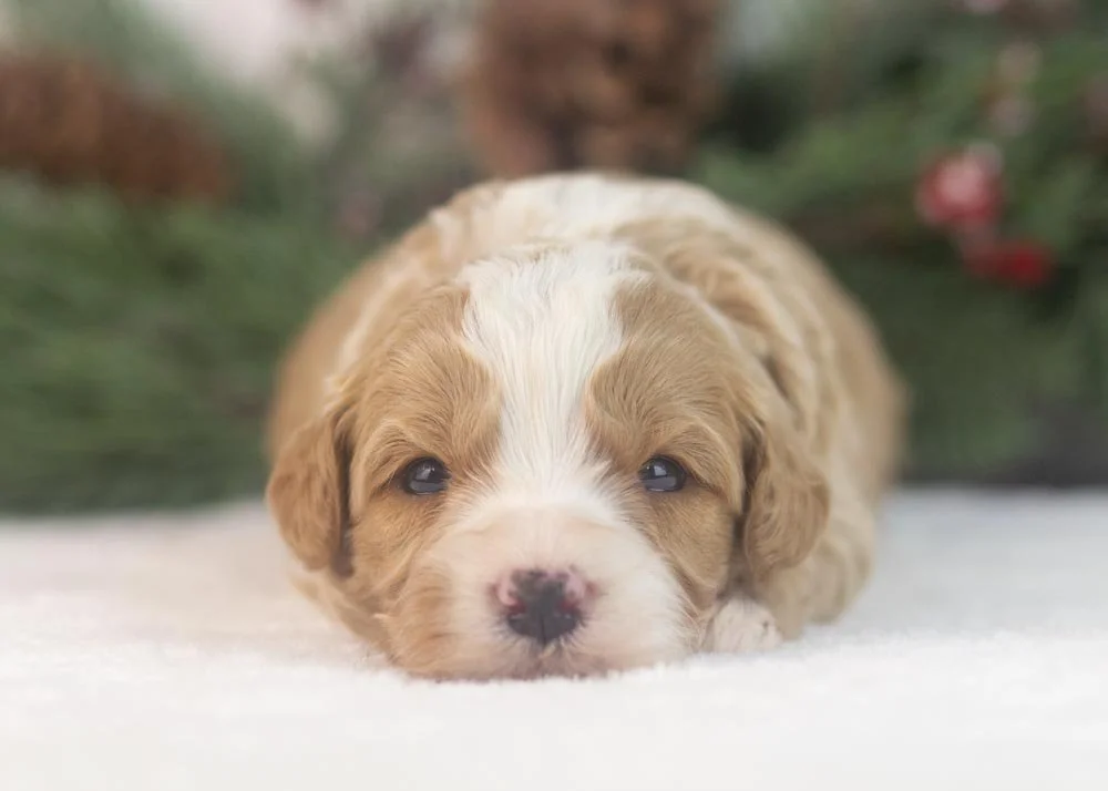 Dustin goldendoodle for sale(2).jpg
