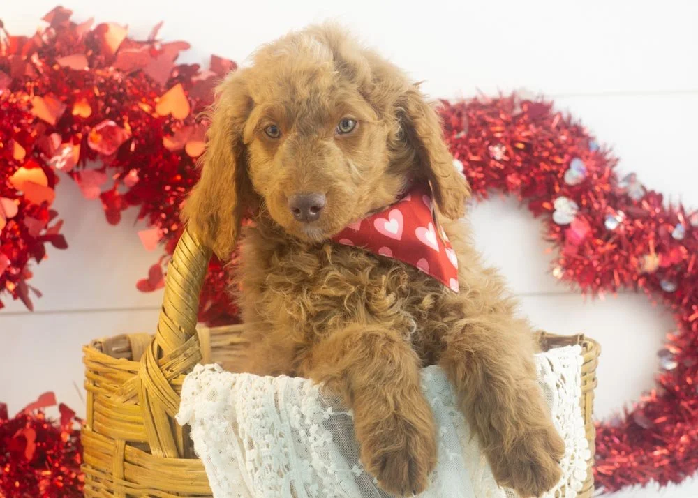 Spur goldendoodle for sale(1).jpg