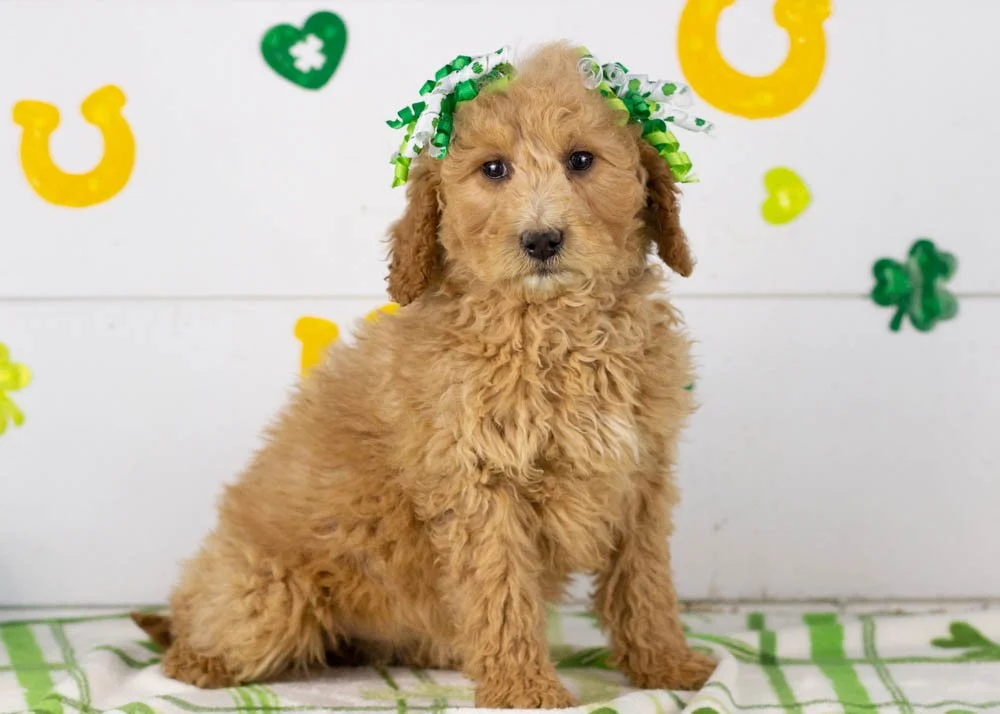 Lindsey goldendoodle for sale(1).jpg