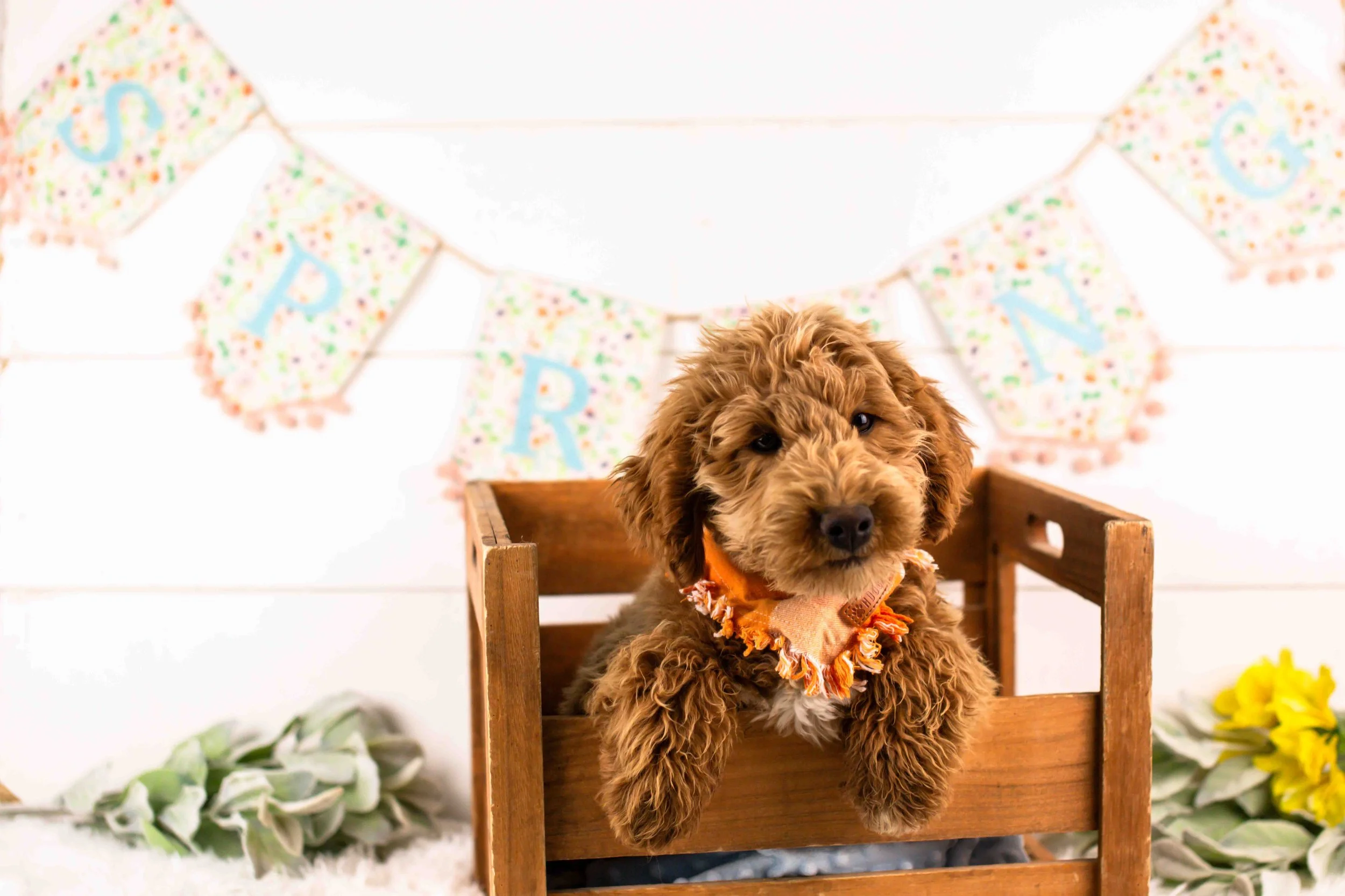 goldendoodle for sale