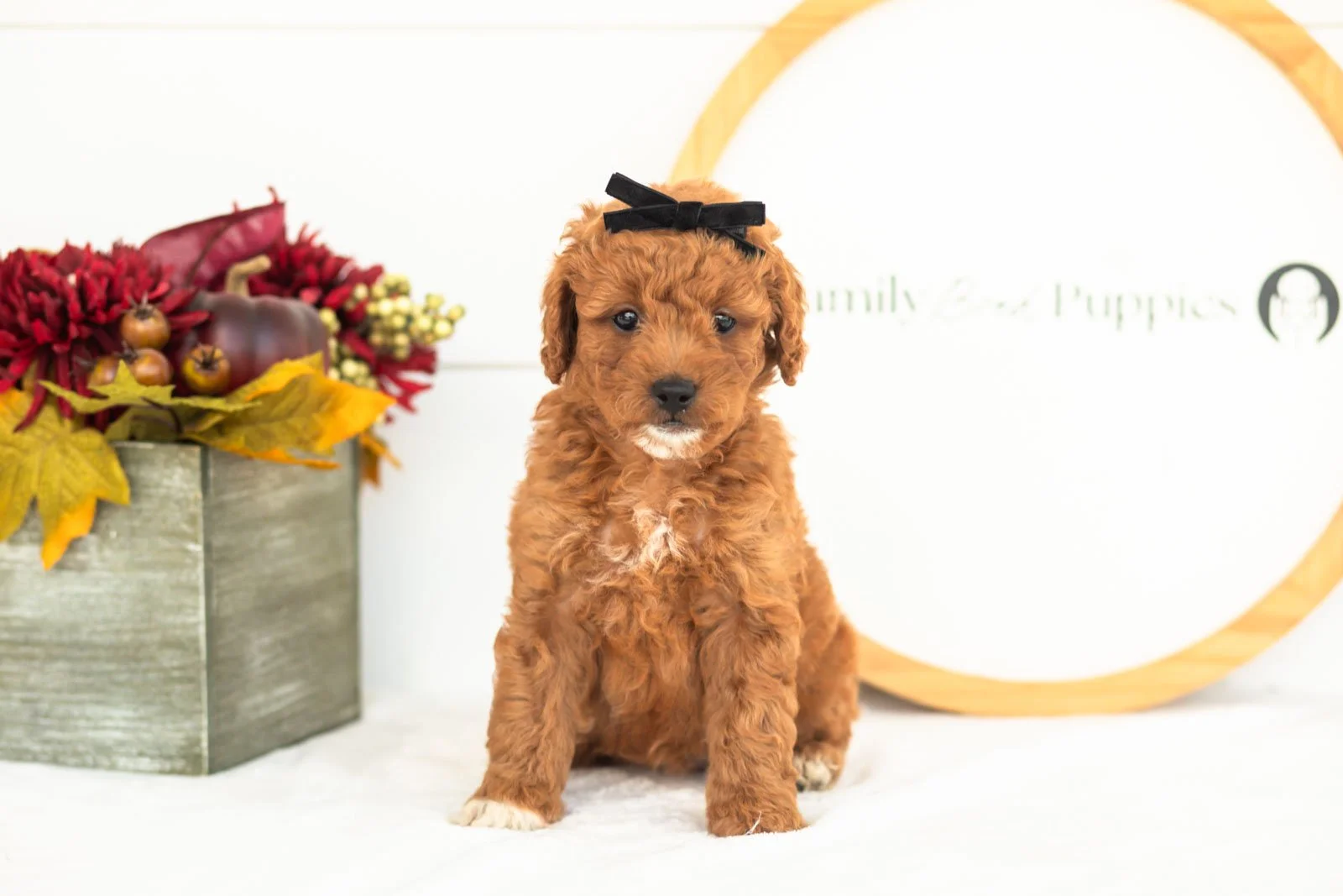 Chiffon goldendoodle for sale(1).jpg