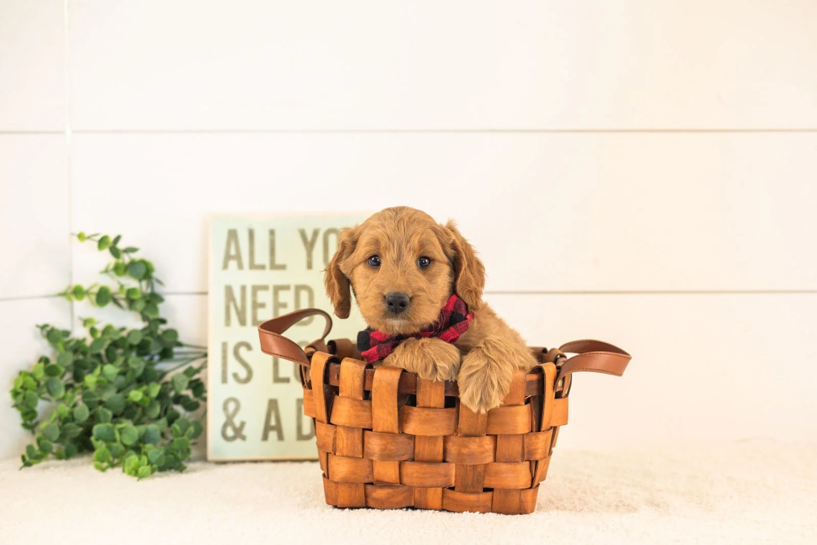 Owen goldendoodle for sale(4).jpg