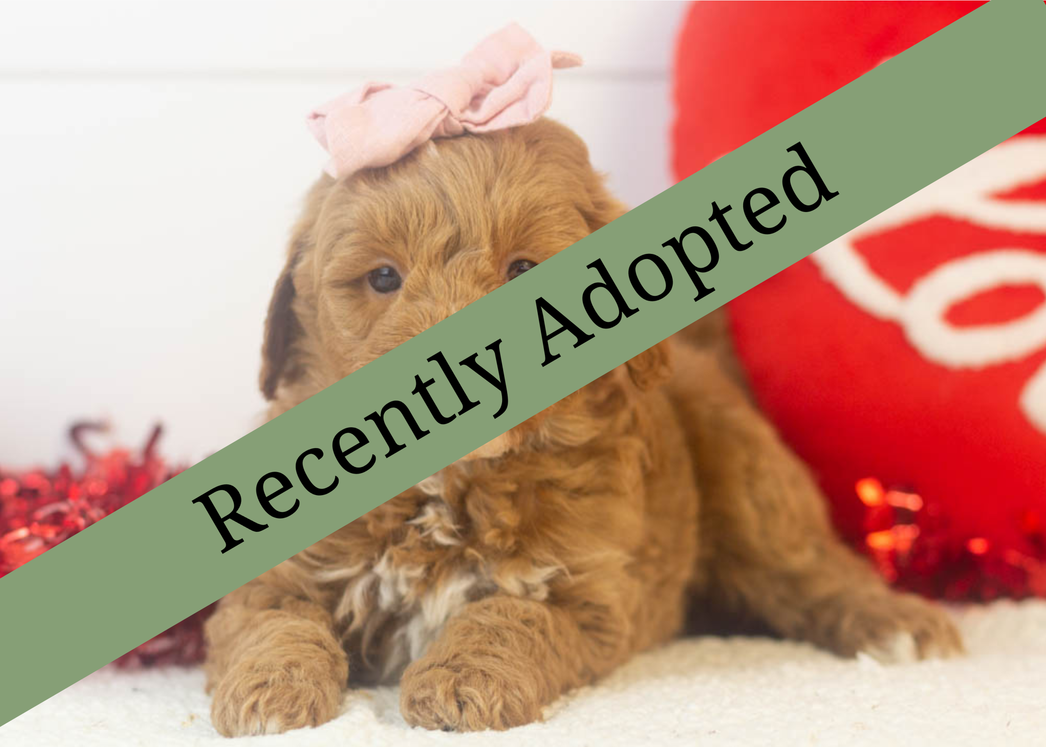 goldendoodle for sale