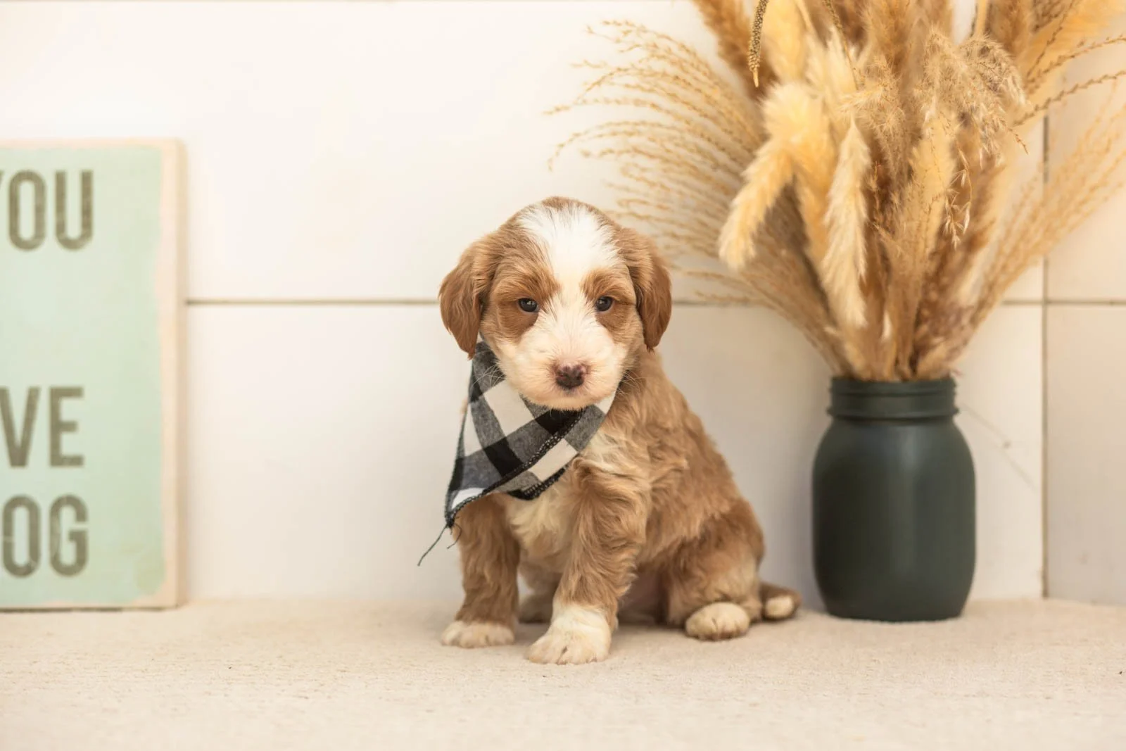 Sparrow goldendoodle for sale(4).jpg