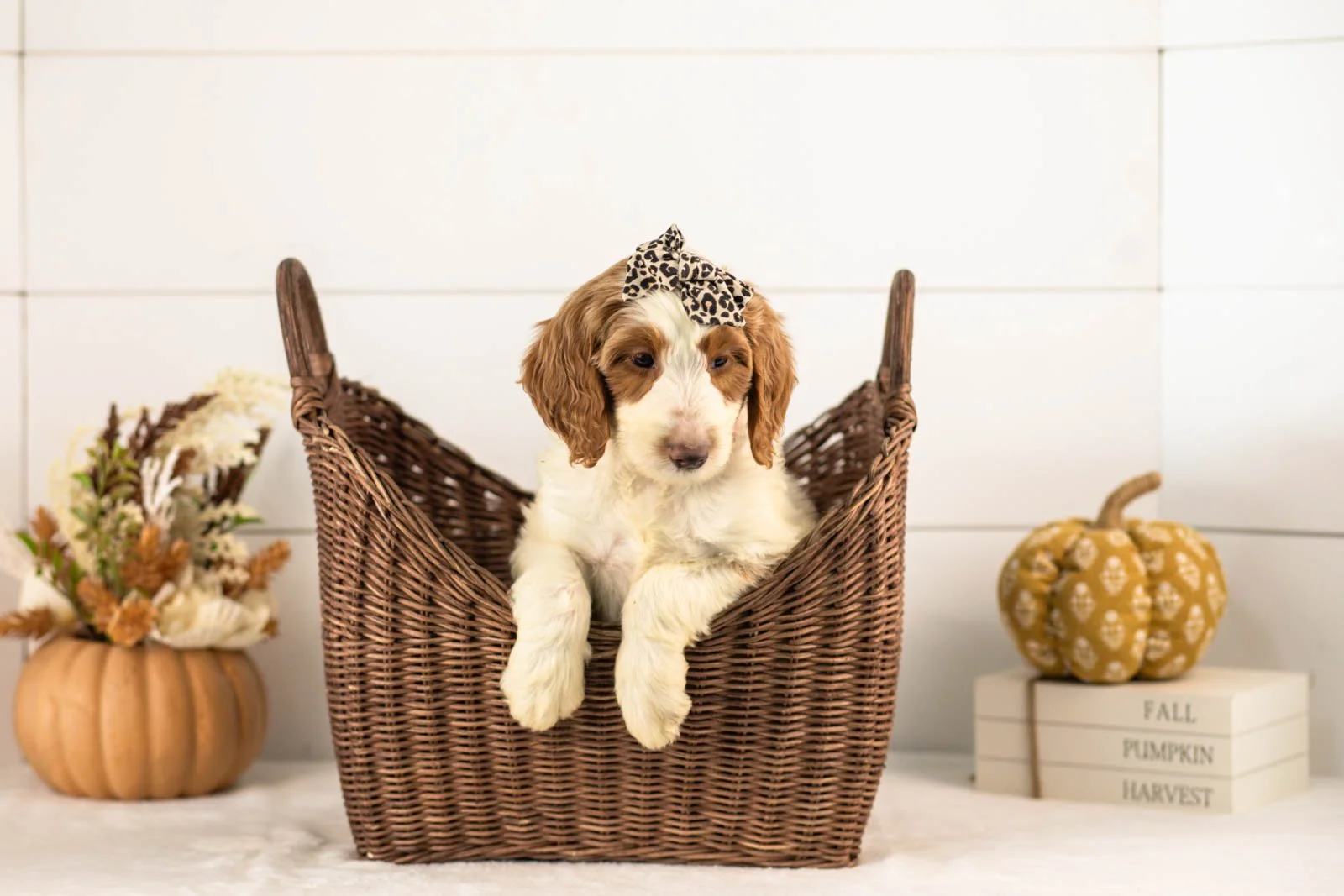 Pamir goldendoodle for sale 1.jpg