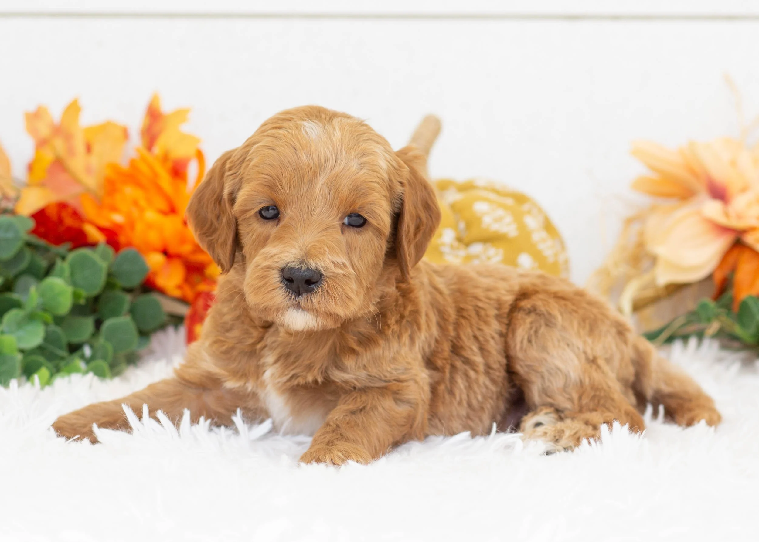 Bogey goldendoodle for sale(1).jpg