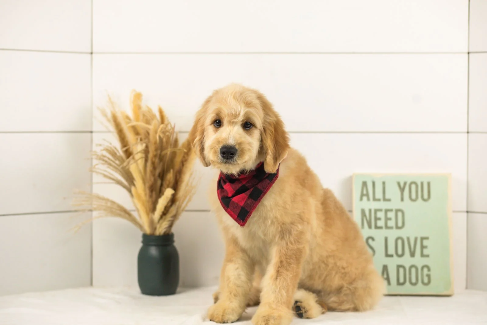 Ezra goldendoodle for sale(1).jpg