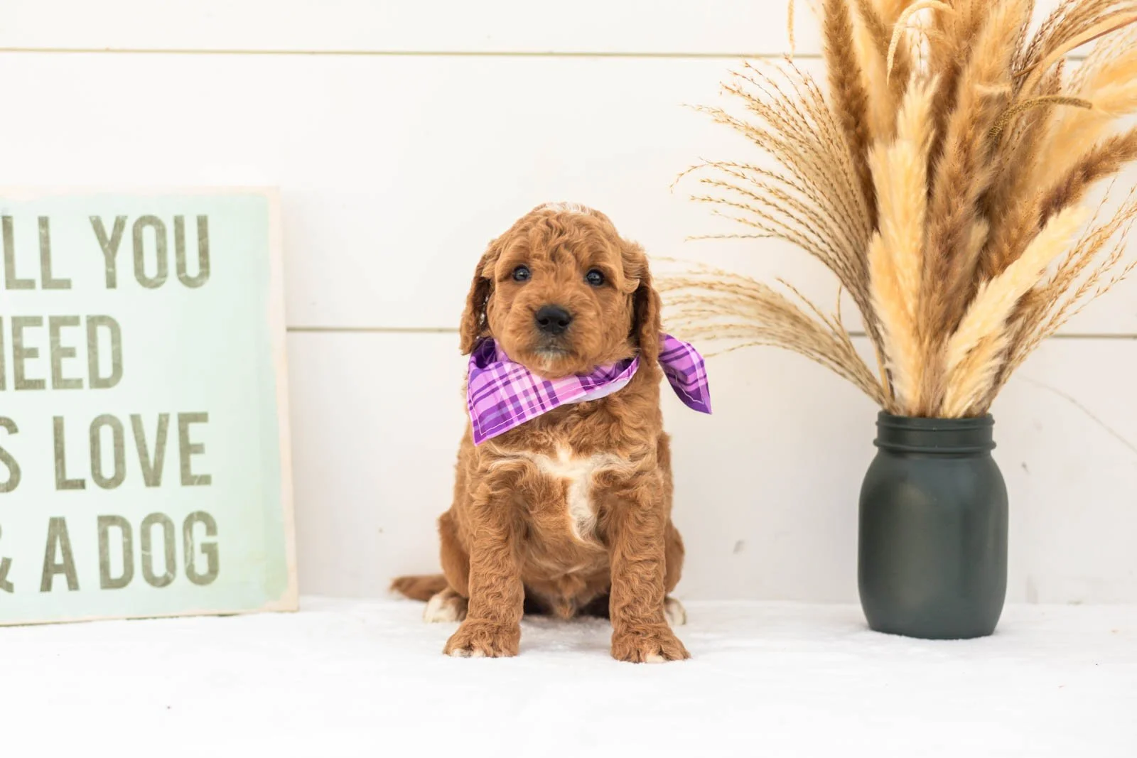 Macchiato goldendoodle for sale(3).jpg