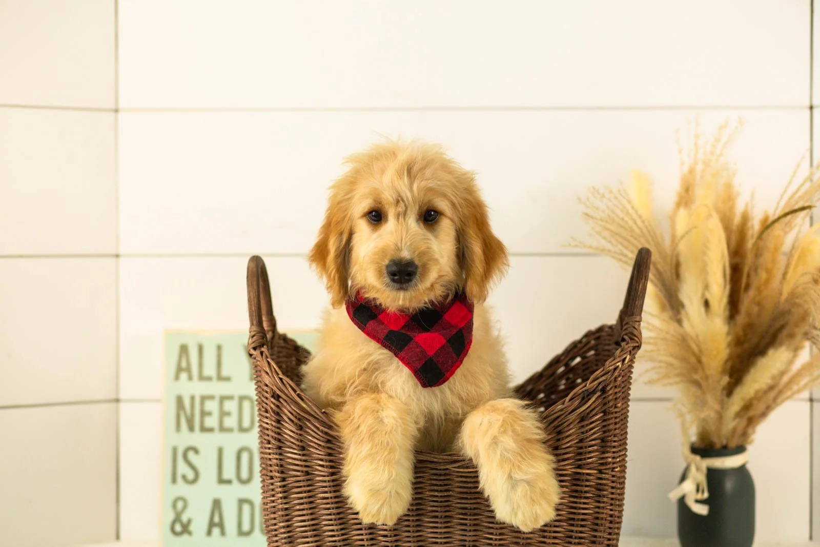 Ezra goldendoodle for sale(1).jpg
