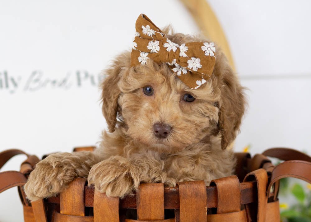 indiana goldendoodle for sale(1).jpg