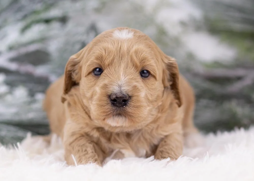 goldendoodle for sale