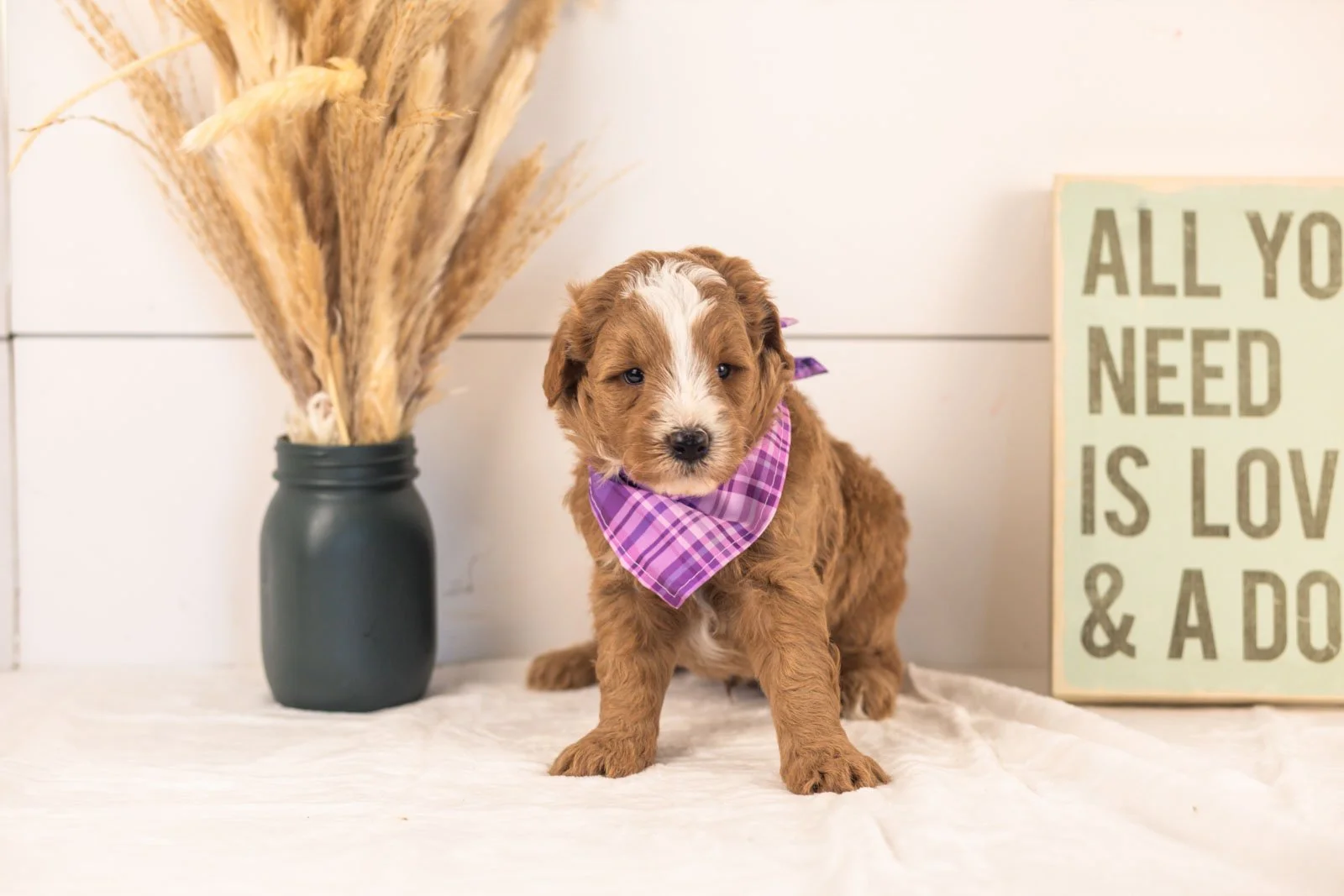 Miracle goldendoodle for sale(4).jpg