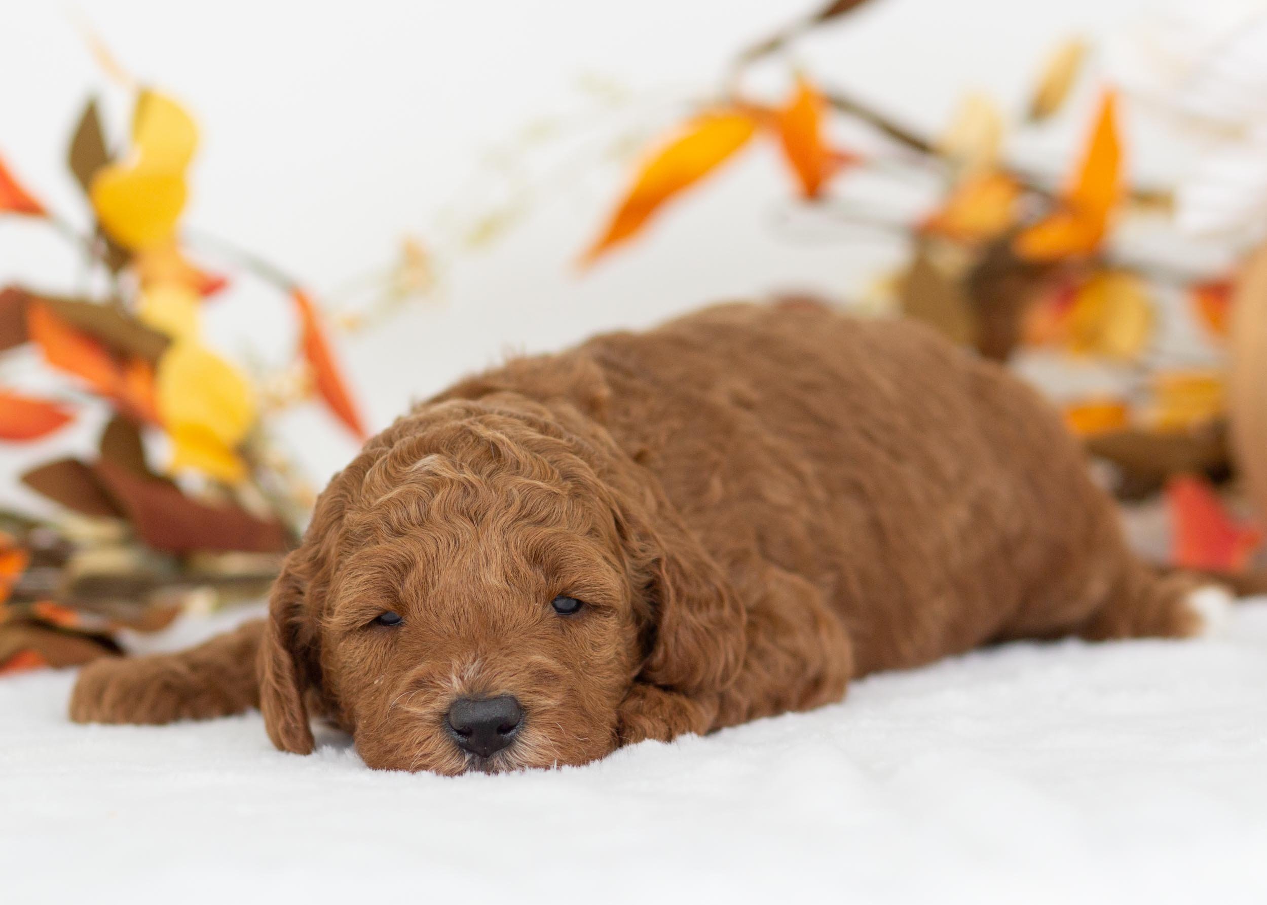 Capri goldendoodle for sale.jpg