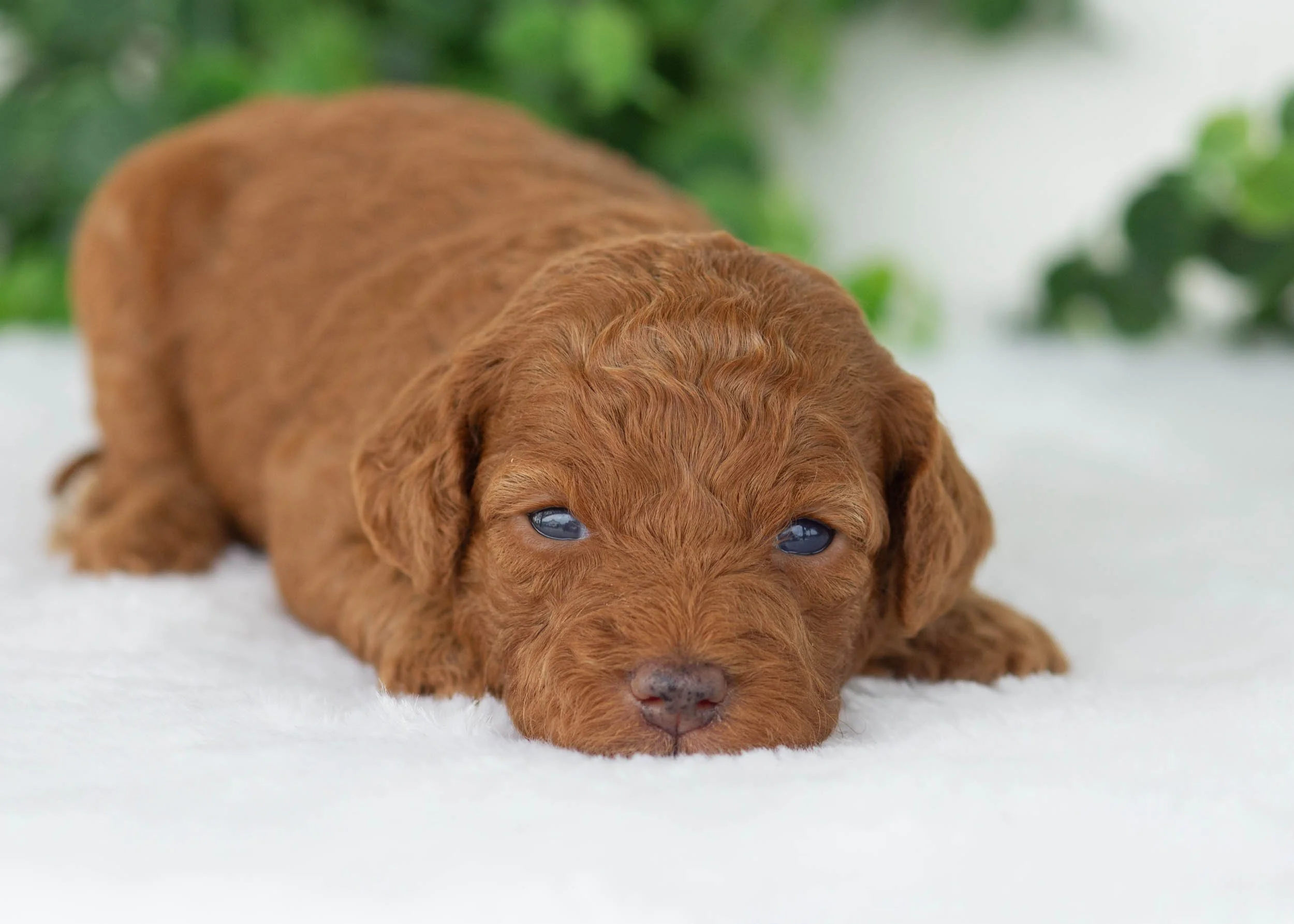Charlotte goldendoodle for sale.(1).jpg